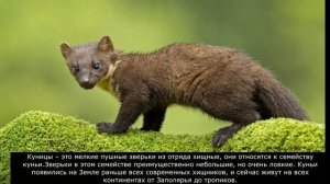 семейство куньих