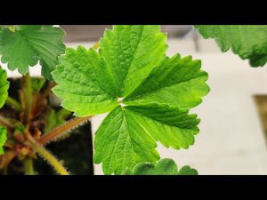 ПРОШЕЛ 1 МЕСЯЦ (КЛУБНИКА СЕНСАЦИЯ) // ШМЕЛИ СЬЕЛИ УРОЖАЙ КЛУБНИКИ