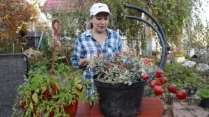 Сорта острого и декоративного перца