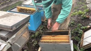 Холодная погода вносит коррективы в развитие пчел. Пересадка в новый улей Lyson 6 рамок