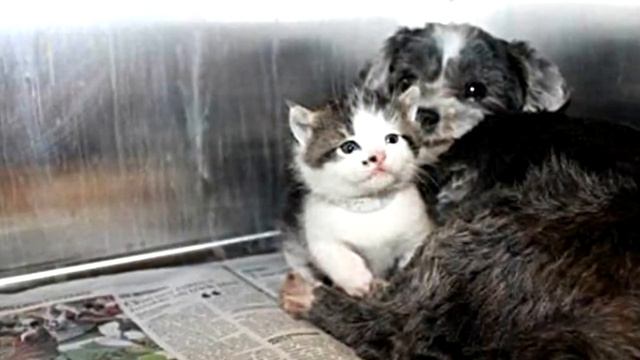 Собака кормила и защищала котенка, которого бросили на дне оврага смотреть онлайн