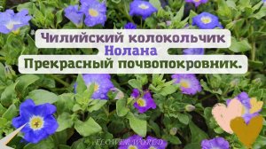 Чилийский колокольчик НОЛАНА. Прекрасный почвопокровник.??