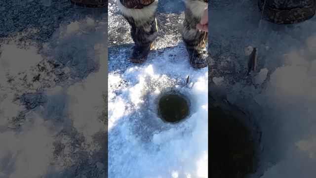 Сработка подпуска. Вываживания сига. декабрь 2020г. смотреть онлайн