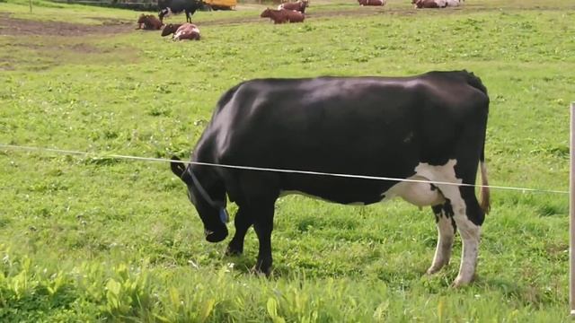 Корова - чёрный окрас - порода Декстер. Cow - black color - Breed Dexter. смотреть онлайн