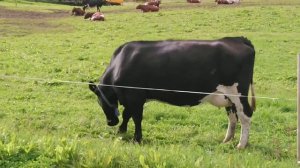 Корова - чёрный окрас - порода Декстер. Cow - black color - Breed Dexter.