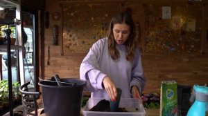 Когда и как сажать семена арбуза на рассаду для открытого грунта +Результаты выращивания арбуза дом