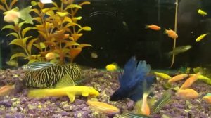 рыбка Петушок королевский, Betta splendens