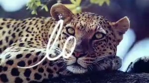 Береги животных