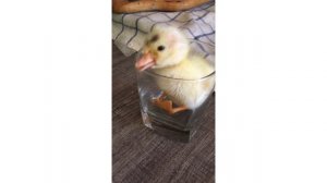 Маленький совет по исправлению ног у индоутят с рождения !