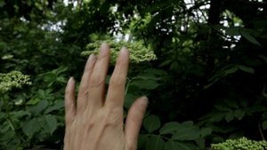 Цветет бузина черная, как не спутать с ядовитой бузиной красной.