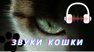 Звуки кошки  | Звук мяуканья кошки | Звуки животных