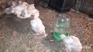 Потери в хозяйстве ... Гусят больше нет Пропаиваю молочной кислотой бройлеров??