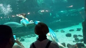 Русалка в москвариуме