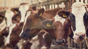 Откуда берутся болезни? Питание часть 2