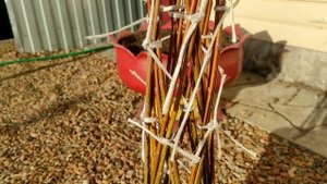 Как плести дерево из Ивы.