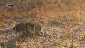 ЭТО ЗАЩИТИТ ОТ МЫШЕЙ, ХРУЩА, СЛИЗНЕЙ И ДРУГИХ ВРЕДИТЕЛЕЙ