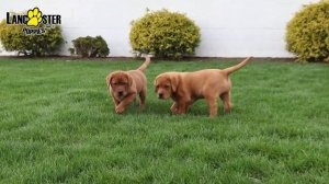 Fox Red Labrador Retriever Puppies