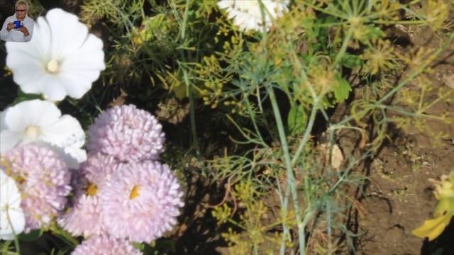 Обработка малины. Цветы. И о семенах. смотреть онлайн