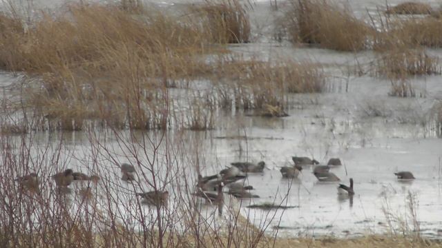 Гусь белолобый, обзор, наблюдение птиц в Новгородской области, Ушерско, 23 марта 2024