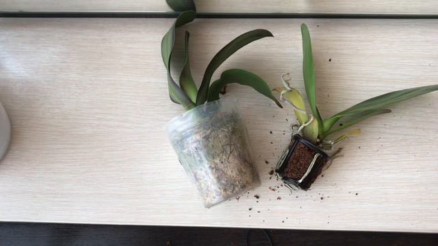 Мне вернули деньги за плохие цветы👍 смотреть онлайн