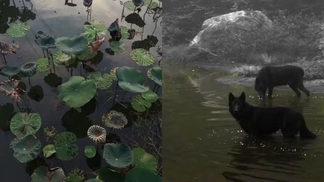 •{rus} 417Гц ~ replacing memories||замена воспоминаний• смотреть онлайн