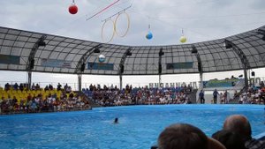 суперские дельфины ,шокирующие трюки дельфинов,и девченок инструкторов!