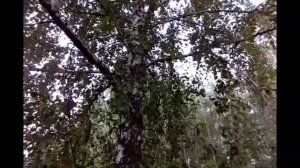 Как отличить БЕРЕЗУ САМКУ от САМЦА ??? Я нашел ответ. У настоящей самки ...