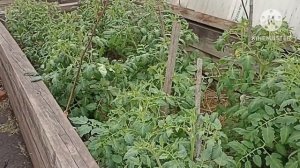 ? Огородный Vlog. Подвязываем томаты и огурцы. Желтеет лук Эксибишен.