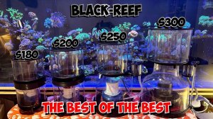 Скиммеры Black-Reef | Морской аквариум