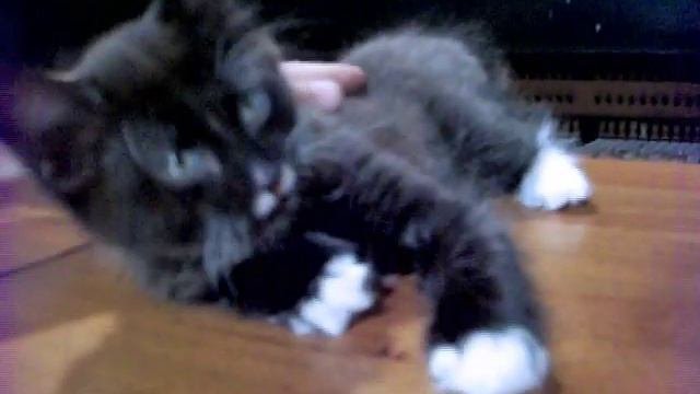 Бурый котёнок - настоящий кот.
