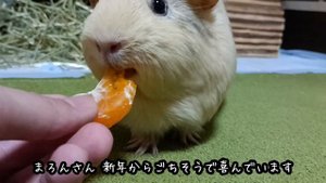 みかんうめ
