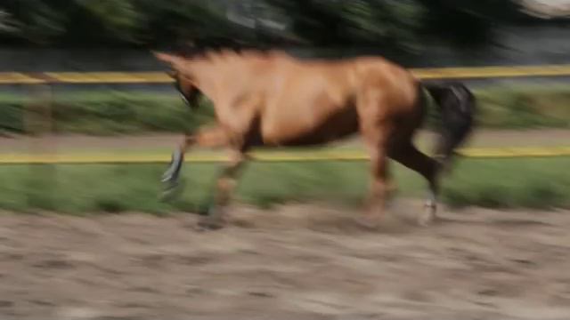 Продана кобыла для детского и любительского спорта - конкур, пробеги. смотреть онлайн