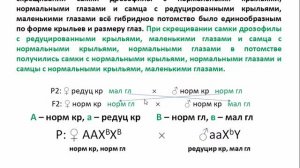 ЕГЭ № 29: Реципрокное скрещивание-2