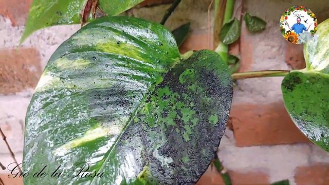 COMO ELIMINAR EL HONGO NEGRILLA o FUMAGINA DE TODAS NUESTRAS PLANTAS del JARDIN | Gio de la Rosa смотреть онлайн