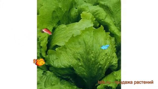 Салат обыкновенный Снежана Кочанный (snezhana) ? обзор: как сажать, семена салата Снежана Кочанный смотреть онлайн