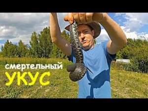 КАК ОТЛИЧИТЬ УЖА ОТ ГАДЮКИ // СКОЛЬКО ТЯНЕТ МОТОБЛОК БЕЛАРУС