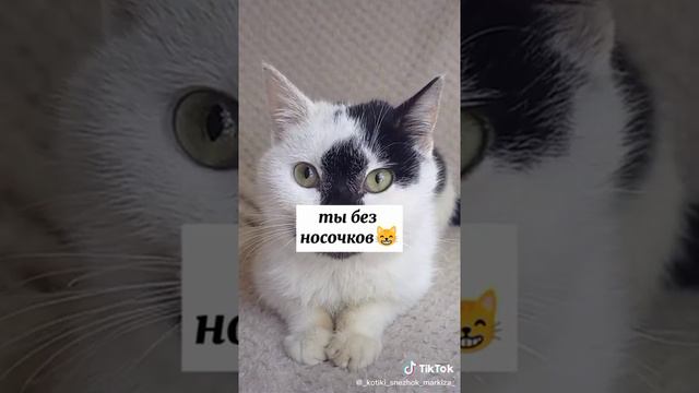 🐱Черно- белый задаст тебе вопросы, но будь честным