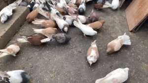 Николаевские голуби 2023