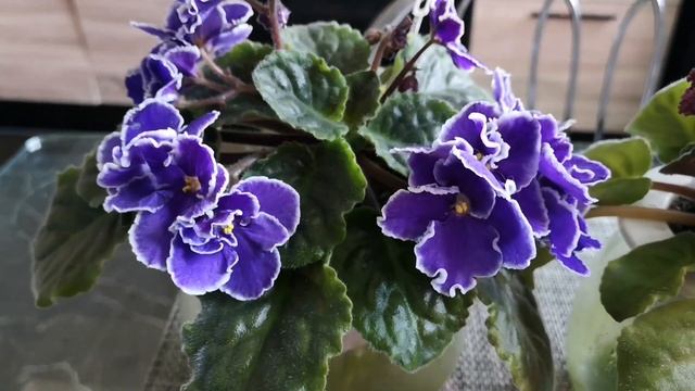 ТОП САМЫХ КРАСИВЫХ ФИАЛОК ИЮНЯ смотреть онлайн