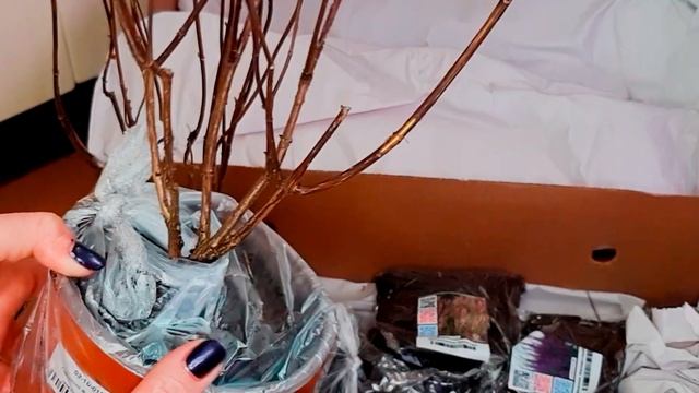 РАСПАКОВКА ПОСЫЛКИ С ГОРТЕНЗИЯМИ. Метельчатые и древовидная с названием сортов. смотреть онлайн