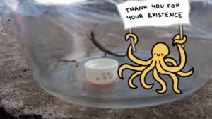 Что делать с ящерицей, которая заползла к вам в дом? Это опасно?