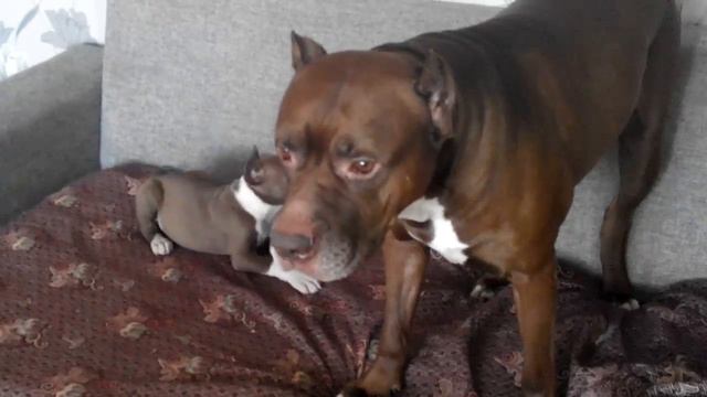 Продаю щенка американского Пит Буля смотреть онлайн