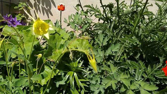 Cottage Garden - Beginning of Spring Blooms! Middle of May 2021 смотреть онлайн