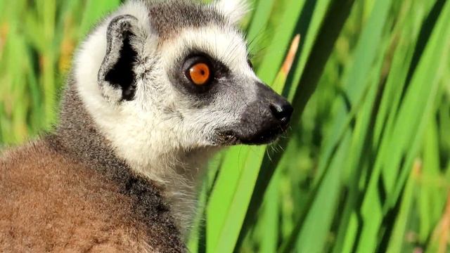 712. Lemur kata, Ring-tailed Lemur, Katta, Кошачий лемур, Lemur katta смотреть онлайн