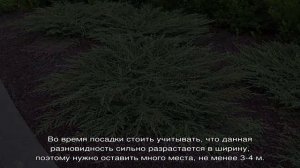 Можжевельник — кустарник или дерево, как его размножить и рассадить