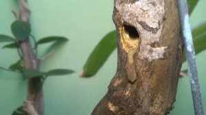 Шмели строят гнездо. Как живут шмели? Мохнатый шмель. #шмели #Доминикана