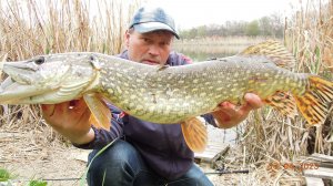 Щука на крупный свимбейт.2023.