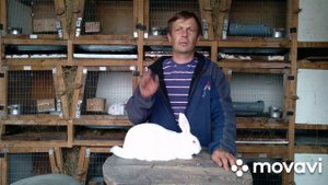 Кролики породы РЕКС.4 года содержания.