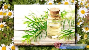 НАРОДНЫЕ СРЕДСТВА ДЛЯ БОРЬБЫ С КЛЕЩАМИ. Защита от Клещей