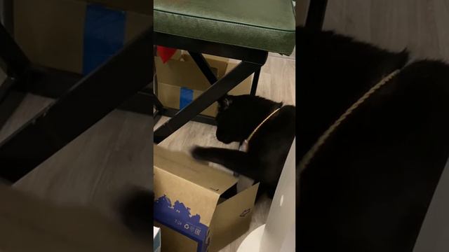 Я абсолютно спокоен. Кот на стрессе от бездействия #котикитакиекотики смотреть онлайн